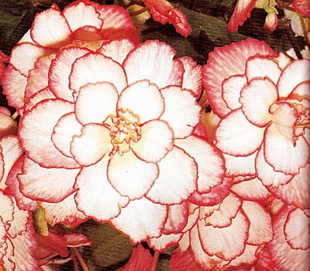 B. ‘Bridal Cascade’